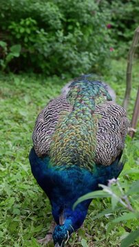 Pavo real macho caminando y buscando comida sobre el c&eacute;sped en un jard&iacute;n