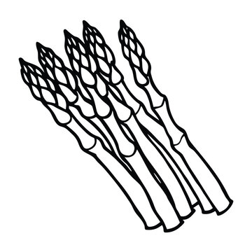 Minimal asparagus vegetable contour drawing in clean outline vector style isolated for cookbook, restaurant menu, and food blog design