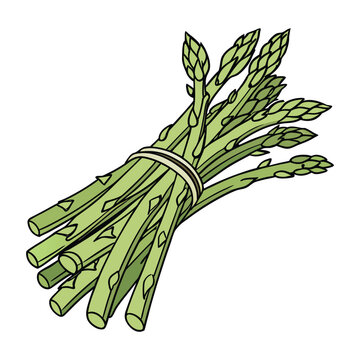 Organic asparagus vegetable isolated illustration with fresh green stems natural healthy food vector design