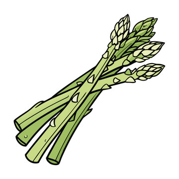 Fresh green asparagus vegetable isolated on white background detailed healthy organic food vector illustration