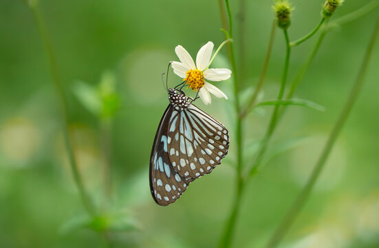 Macro profile shot of a Glassy Tiger butterfly feeding on a white wildflower.  A stunning macro close-up showcasing the detailed profile of a Glassy Tiger butterfly (Ideopsis vulgaris / Parantica agle