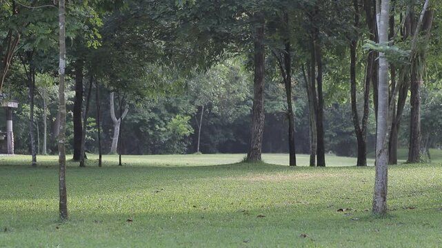 A wide view of a peaceful green lawn surrounded by shady trees in a tropical park. Beautiful natural sunlight on a quiet morning field.