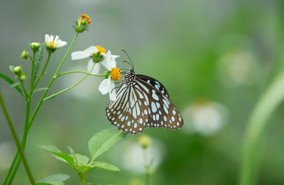 Macro profile shot of a Glassy Tiger butterfly feeding on a white wildflower.  A stunning macro close-up showcasing the detailed profile of a Glassy Tiger butterfly (Ideopsis vulgaris / Parantica agle
