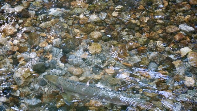 Closeup of salmon fish swimming upstream with fins breaking the surface of the water