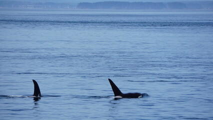 Orca dorsal fins visible during a whale watching tour © CP Studios