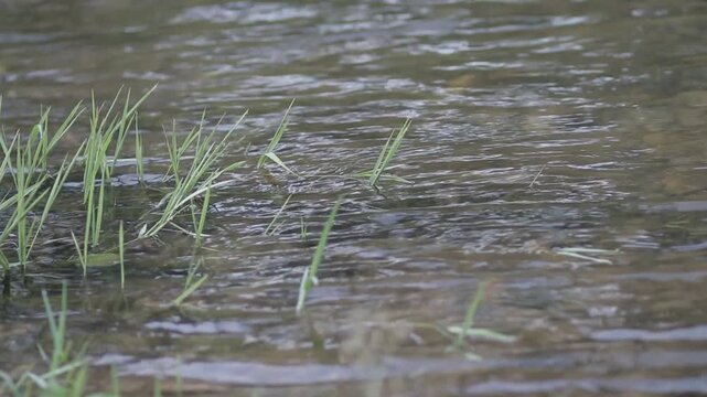 Close up of fresh green grass blades growing out of shallow clear water in a forest river stream. Refreshing natural movement.
