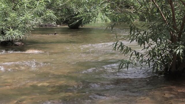 Clear and shallow water flowing gently over river stones in a tropical forest stream framed by green bushes. Fresh nature scenery.