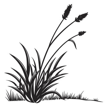 silhouette of Xyris difformis