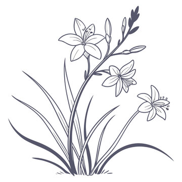 Xyris difformis line art vector flower