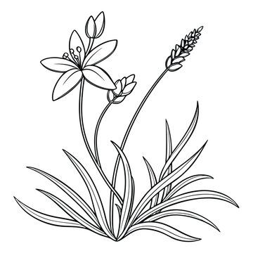 minimal vector Xyris difformis line art design