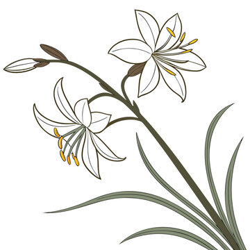 Xyris difformis on white background