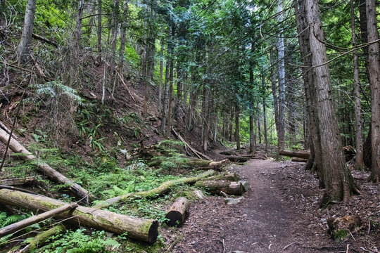 The Pulaski Tunnel hiking trail passes fallen trees along a mountain path through dense woodlands near Wallace, Idaho.