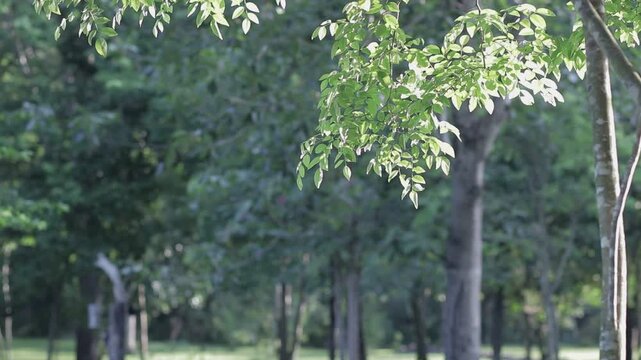 Close up of lush green tree leaves swaying gently in the wind, with a blurry forest background under bright natural daylight.