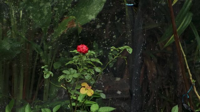 A single red rose stem standing in heavy rain, water droplets on vivid red petals, romantic floral background in rainy weather