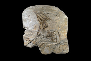 sinopterus - a genus of tapejarid pterodactyloid pterosaur © SHELL