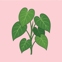Green tropical plant with heart shaped leaves on pink background © Nugroho