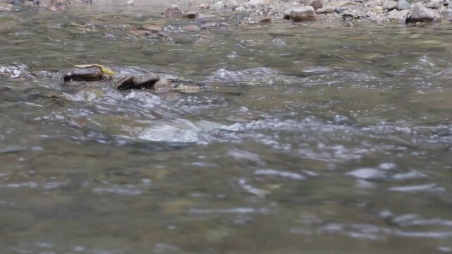 Close up of clear and clean river water flowing over stones in a shallow forest stream. Refreshing natural water movement background.