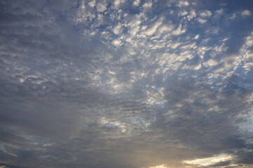 Obraz premium A wide shot of a sky filled with patterned altocumulus clouds, tinged