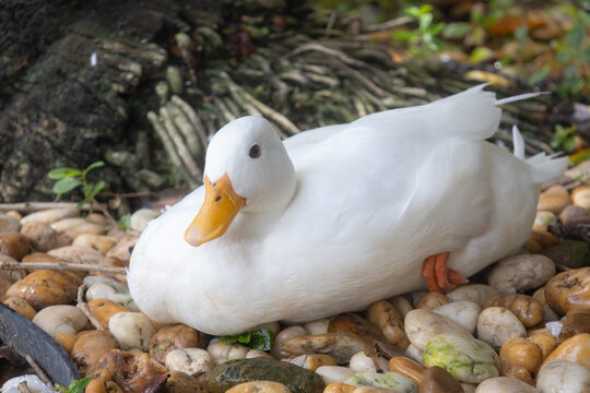 A pristine white duck with an orange beak and feet, resting calmly