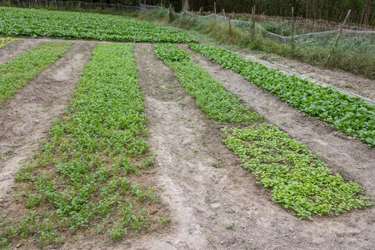 Extensive Vegetable Field with Forest Backdrop background