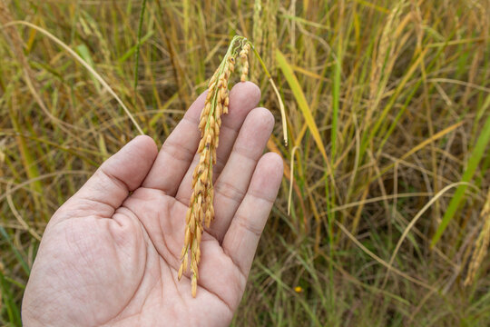 hand gently holding a single ear of mature, golden rice grain, with a blurred, yellow rice field in the background.