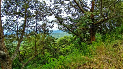 Fototapeta premium Breathtaking View Of A Lush Tropical Rainforest Canopy And Rolling Mountain Hills Under A Bright Overcast Sky During A Serene Daytime Hike