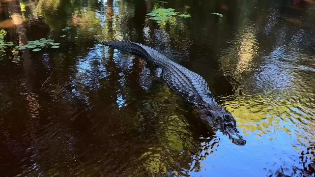 Large Black Caiman Melanosuchus Niger in Amazon River