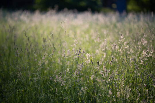Wild Poa Annua,Timothy, Brome grass in a field at sunset, soft focus. Summer nature background. Shallow depth of field. All wild grasses are among the most potent wind-pollinated allergens
