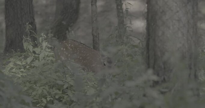 Alert Deer Gazing Intently Through Lush Greenery