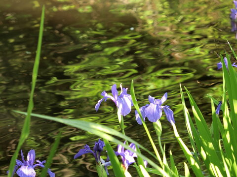 池と菖蒲