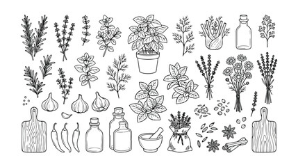 Hand-drawn culinary herbs and spices vector collection, a detailed line art set of cooking ingredients, aromatic plants, and kitchen tools for food design. © Logan