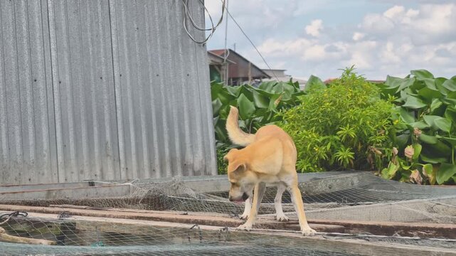 A local dog standing on a floating fish farming cage in the Mekong Delta, Vietnam