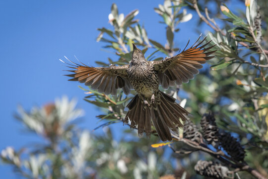 Little Wattlebird (Anthochaera chrysoptera), Narooma, NSW, April 2026