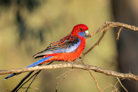 Crimson rosella (Platycercus elegans), Callum Brae Nature Reserve, ACT, March 2026