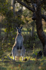 Eastern Grey kangaroo (Macropus giganteus), Callum Brae Nature Reserve, ACT, March 2026 © Jon Steinbeck
