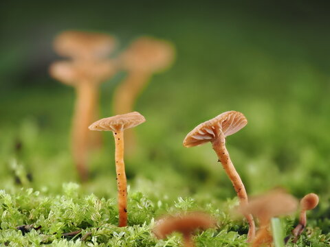 Tokyo, Japan - June 23, 2026: Closeup of Laccaria laccata var. pallidifolia on moss
