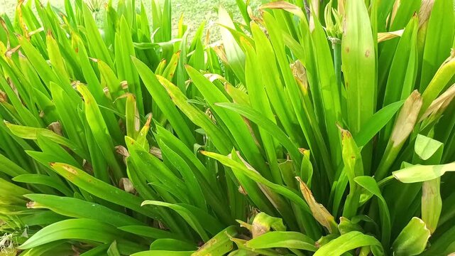 Lush Green Crinum Lily Leaves in Garden - Close-up Panning Shot
