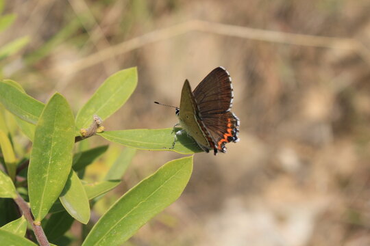 Sapphire butterfly (Heliophorus sena) extracting nector from Daphne mucronata or Daphne alpina green leaves
