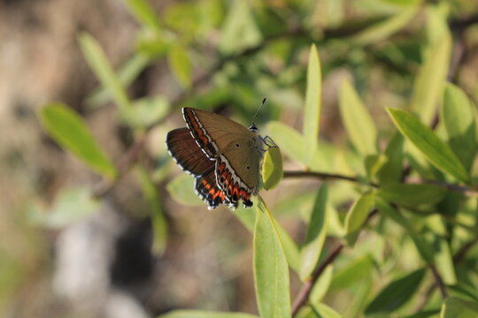 Sapphire butterfly (Heliophorus sena) extracting nector from Daphne mucronata or Daphne alpina green leaves