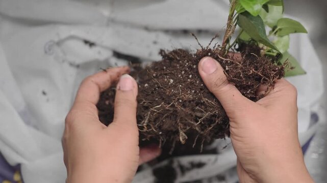 Transplanting a small plant with hands in the kitchen