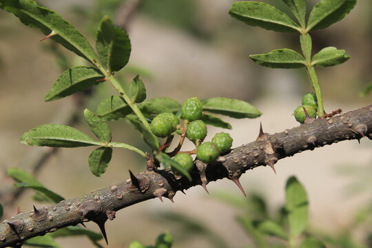 Toothache, Zanthoxylum armatum, Chinese Sichuan Pepper or prickly Ash wild plant and seed heads