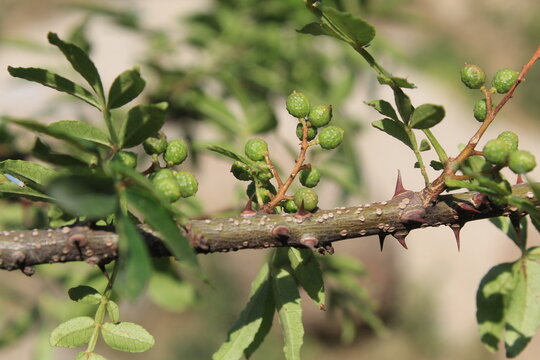 Toothache, Zanthoxylum armatum, Chinese Sichuan Pepper or prickly Ash wild plant and seed heads