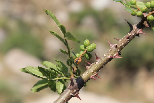Toothache, Zanthoxylum armatum, Chinese Sichuan Pepper or prickly Ash wild plant and seed heads