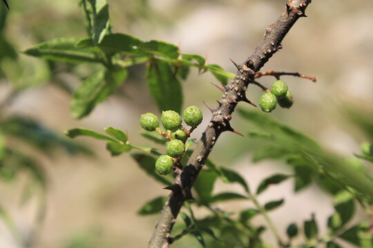 Toothache, Zanthoxylum armatum, Chinese Sichuan Pepper or prickly Ash wild plant and seed heads