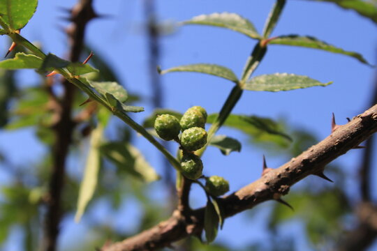 Toothache, Zanthoxylum armatum, Chinese Sichuan Pepper or prickly Ash wild plant and seed heads