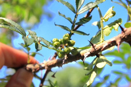 Toothache, Zanthoxylum armatum, Chinese Sichuan Pepper or prickly Ash wild plant and seed heads