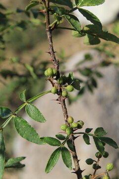 Toothache, Zanthoxylum armatum, Chinese Sichuan Pepper or prickly Ash wild plant and seed heads
