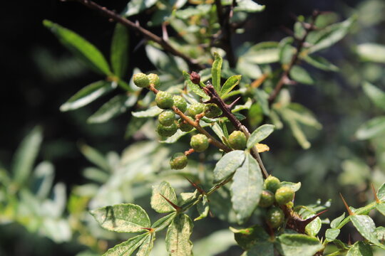Toothache, Zanthoxylum armatum, Chinese Sichuan Pepper or prickly Ash wild plant and seed heads