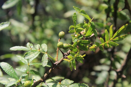 Toothache, Zanthoxylum armatum, Chinese Sichuan Pepper or prickly Ash wild plant and seed heads