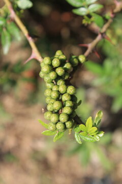 Toothache, Zanthoxylum armatum, Chinese Sichuan Pepper or prickly Ash wild plant and seed heads